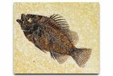 Detailed Fossil Fish (Cockerellites) - Wyoming #370868-1